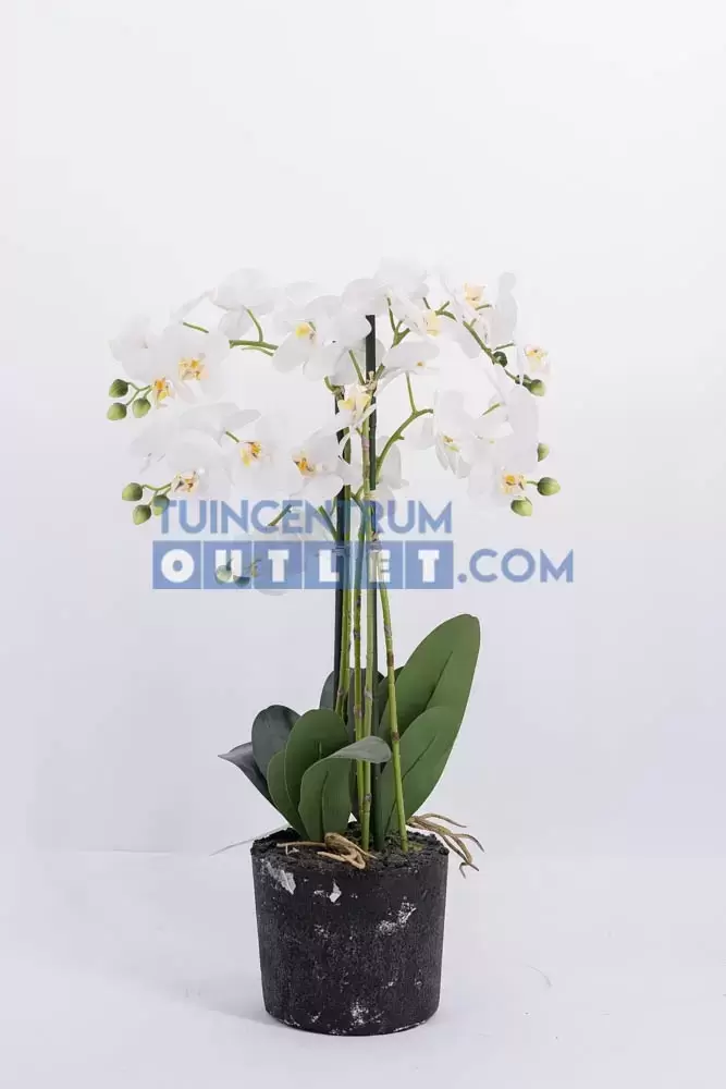 phalaenopsis 5 tak in pot, noach, tuincentrumoutlet