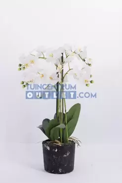 Phalaenopsis 5-tak - 68 cm