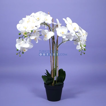 phalaenopsis 5 tak in gouden pot h90cm wit 1.1, noach outdoor, tuincentrum