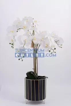 phalaenopsis 5 tak i pot h90cm wit, noach, tuincentrum