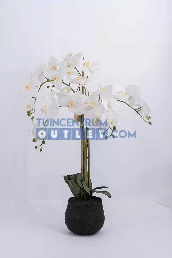 phalaenopsis 5 tak zonder pot h90cm wit, noach, tuincentrum