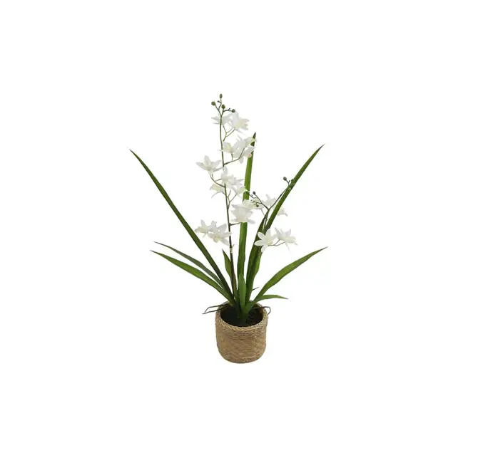 Phalaenopsis i/pot l34b34h54 wit, countryfield, tuincentrumoutlet