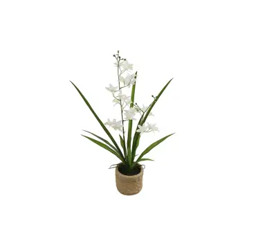 Phalaenopsis i/pot l34b34h54 wit, countryfield, tuincentrumoutlet