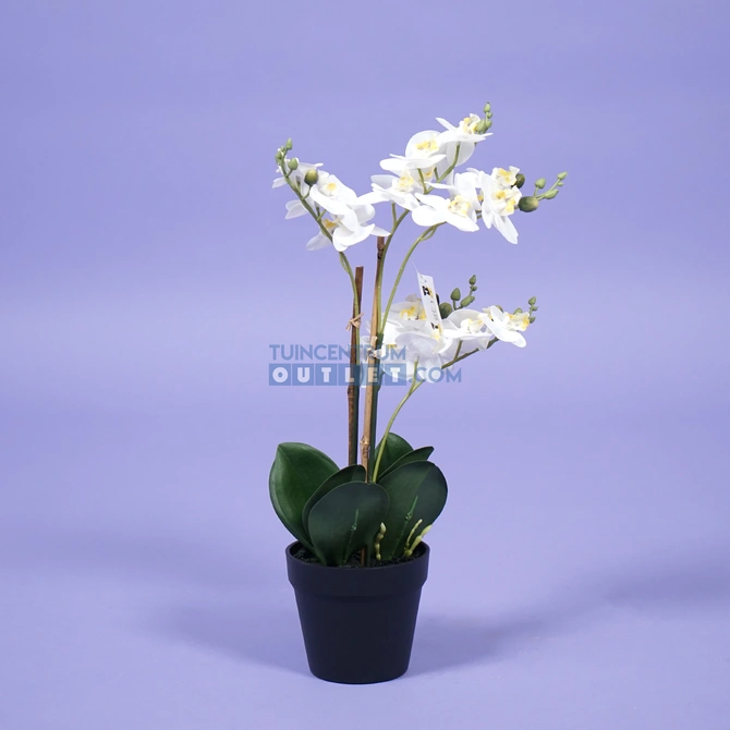 Phalaenopsis mini 3-tak - wit, close up 1.1, noach outdoor, www.tuincentrumoutlet.com