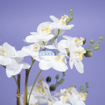 Phalaenopsis mini 3-tak - wit, close up 1.1, noach outdoor, www.tuincentrumoutlet.com