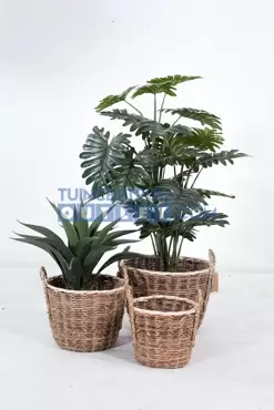 mand cup s3 met plant, noach, tuincentrumoutlet