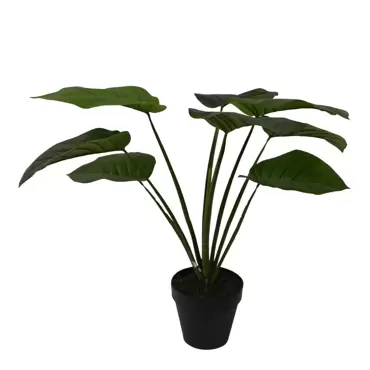 Philodendron - 60 cm