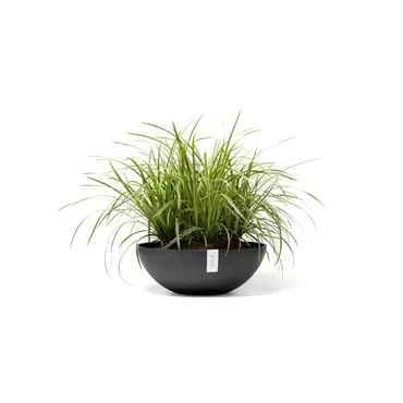 Vienna Dark Grey 50 sfeer, Ecopots, tuincentrumoutlet