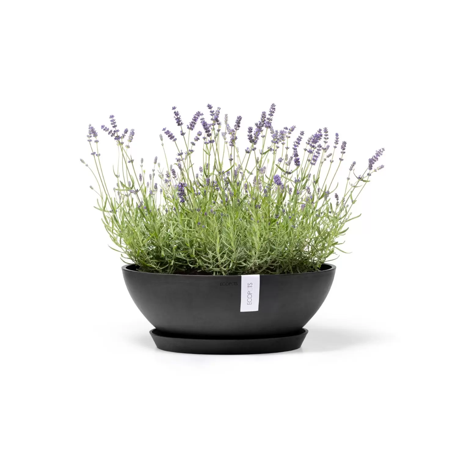 Plantenschaal Vienna 50 cm Donkergrijs Antraciet Ecopots - Tuincentrum  Outlet