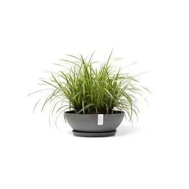 Vienna Grey 50 sfeer met onderzetter, Ecopots, tuincentrumoutlet