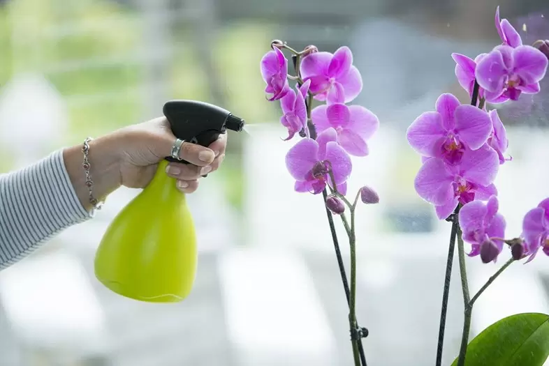 Plantenspuit 0.7 l licht groen - afbeelding 2