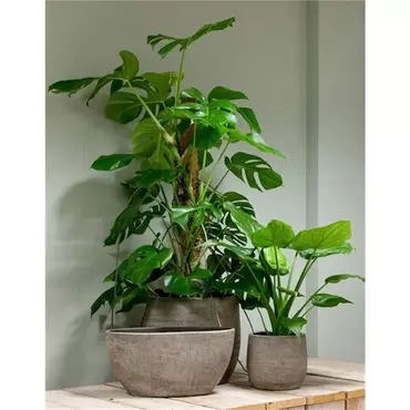 Planter ovaal mira l49b20h25cm industrieel wit sfeer, Floran, tuincentrumoutlet