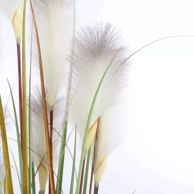 Pluimgras in pot - 45 x 150cm - afbeelding 4