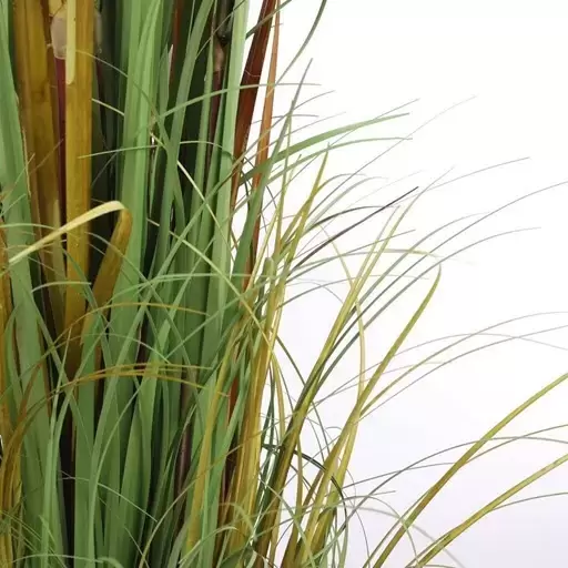 Pluimgras in pot - 45 x 150cm - afbeelding 3