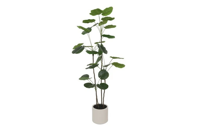 Plant Polyscias S groen, Decostar, tuincentrumoutlet.com