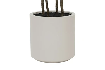 Plant Polyscias S groen details, Decostar, tuincentrumoutlet.com