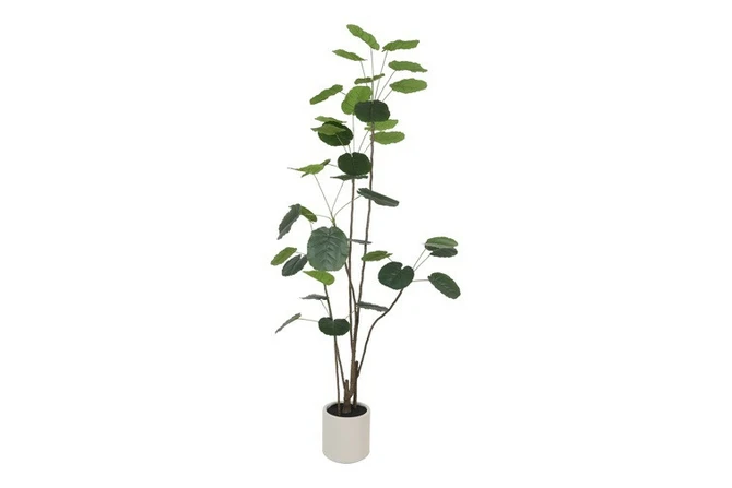 Plant Polyscias L groen, Decostar, tuincentrumoutlet.com