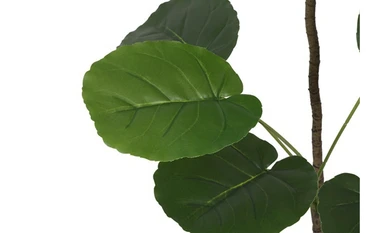 Plant Polyscias L groen detail, Decostar, tuincentrumoutlet.com