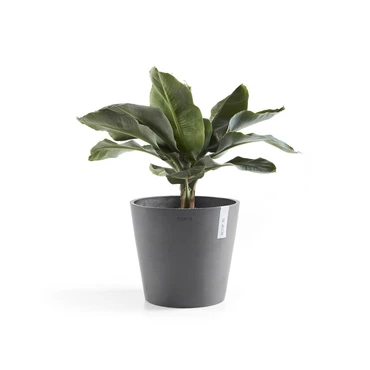 Pot amsterdam d25cm grijs met plant, Ecopots, tuincentrumoutlet.com