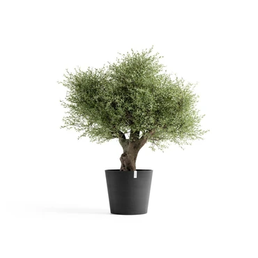 Pot amsterdam d70cm donkergrijs met plant, Ecopots, tuincentrumoutlet.com