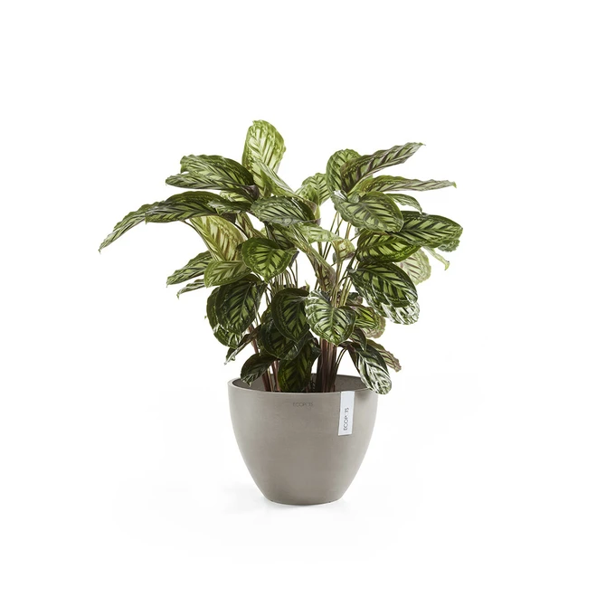 Pot antwerpen d30cm taupe, Ecopots, Tuincentrumoutlet