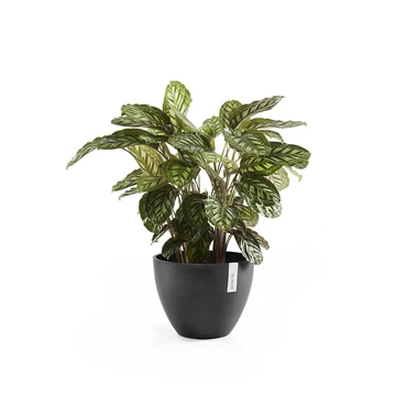 Pot antwerpen donkergrijs d30cm, Ecopots, Tuincentrumoutlet