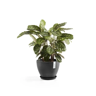 Pot antwerpen donkergrijs d30cm, Ecopots, Tuincentrumoutlet