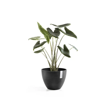 Pot antwerpen donkergrijs d40cm, Ecopots, Tuincentrumoutlet