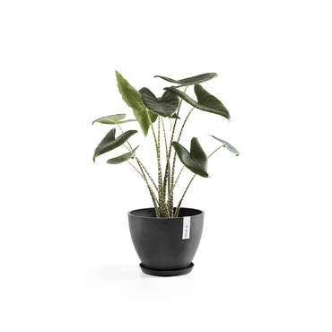 Pot antwerpen donkergrijs d40cm, Ecopots, Tuincentrumoutlet