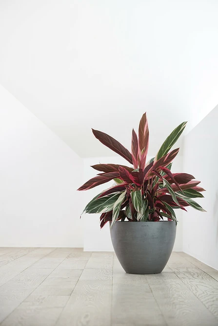 Pot antwerpen grijs d30h26cm, Ecopots, Tuincentrumoutlet