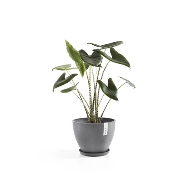 Pot antwerpen grijs d40h30cm, Ecopots, Tuincentrumoutlet