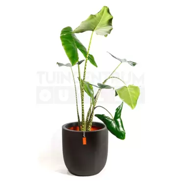 Pot bol III Smooth NL 43x41 zwart + Alocasia Zebrina ± 110cm - afbeelding 1