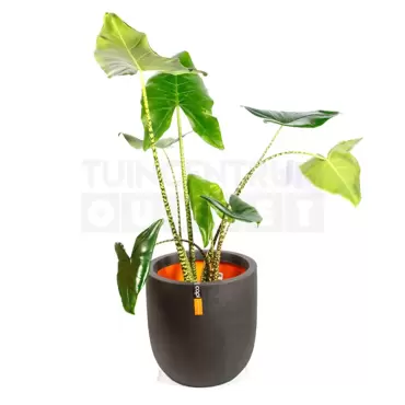 Pot bol III Smooth NL 43x41 zwart + Alocasia Zebrina ± 110cm - afbeelding 2