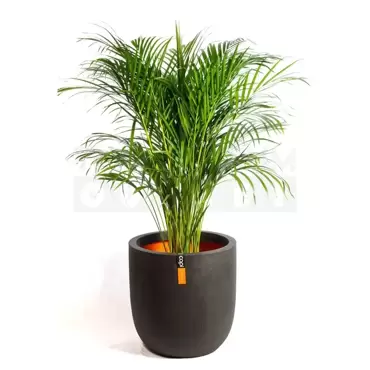 Pot bol III Smooth NL 43x41 zwart + Dypsis Lutescens (Areca) ± 110cm