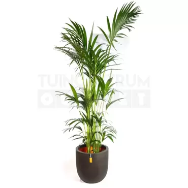 Pot bol III Smooth NL 43x41 zwart + Howea forsteriana ± 155cm