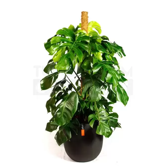 Pot bol III Smooth NL 43x41 zwart + Monstera met mosstok ± 165 cm - afbeelding 1