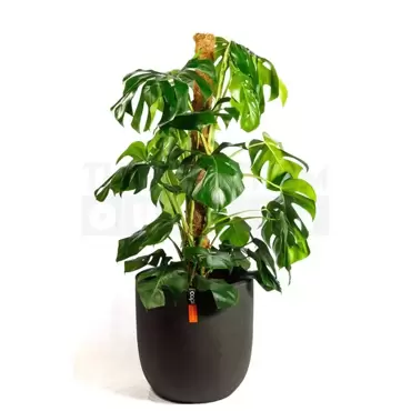 Pot bol III Smooth NL 43x41 zwart + Monstera met mosstok ± 165 cm - afbeelding 2