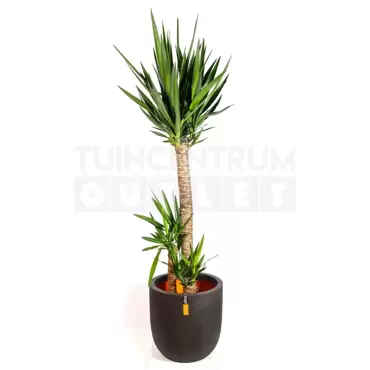 Pot bol III Smooth NL 43x41 zwart + Yucca ± 140cm