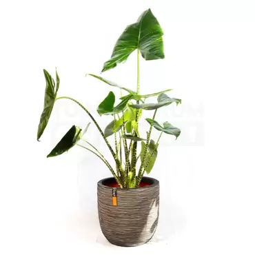 Pot bol Rib NL 35x34 antraciet + Alocasia Zebrina ± 85 cm - afbeelding 2