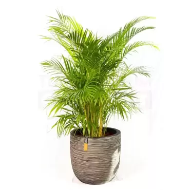 Pot bol Rib NL 35x34 antraciet + Dypsis Lutescens (Areca) ± 75 cm - afbeelding 1