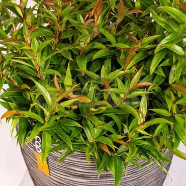 Pot bol Rib NL 35x34 antraciet + Leucothoe - afbeelding 2