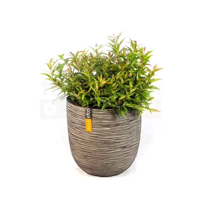 Pot bol Rib NL 35x34 antraciet + Leucothoe - afbeelding 1