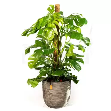 Pot bol Rib NL 35x34 antraciet + Monstera met mosstok ± 145cm - afbeelding 2