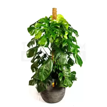 Pot bol Rib NL 35x34 antraciet + Monstera met mosstok ± 145cm - afbeelding 2