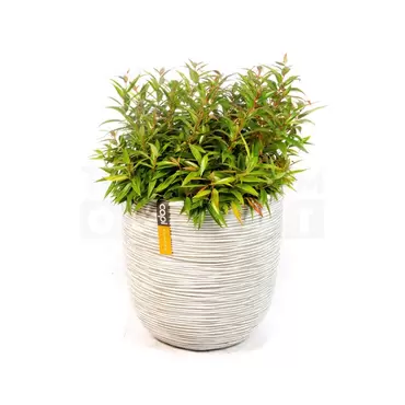 Pot bol Rib NL 35x34 ivoor + Leucothoe - afbeelding 1