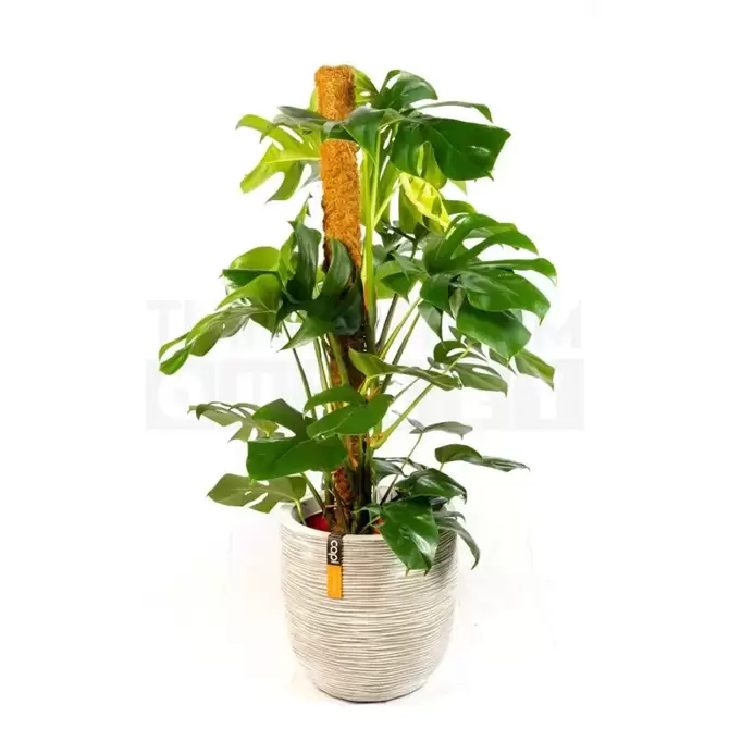 Pot bol Rib NL 35x34 ivoor + Monstera met mosstok ± 145 cm - afbeelding 1