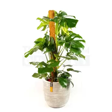 Pot bol Rib NL 35x34 ivoor + Monstera met mosstok ± 145 cm - afbeelding 2