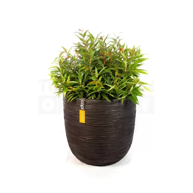 Pot bol Rib NL 35x34 zwart + Leucothoe - afbeelding 1