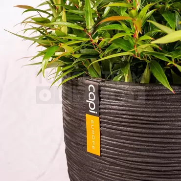 Pot bol Rib NL 35x34 zwart + Leucothoe - afbeelding 2