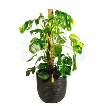 Pot bol Rib NL 35x34 zwart + Monstera met mosstok ± 145cm